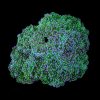 Frogspawn Coral - Assorted (Euphyllia divisa) Medium