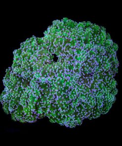 Frogspawn Coral - Assorted (Euphyllia divisa) Medium