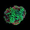 Hammer Coral Assorted Large (Euphyllia ancora) for Sale Canada