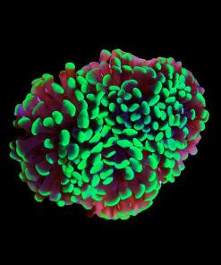 Hammer Coral Assorted Large (Euphyllia ancora) for Sale Canada