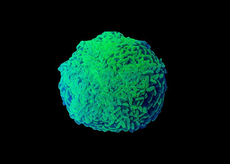 Green Hammer Coral Large (Euphyllia ancora) for Sale Canada