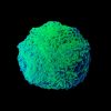 Green Hammer Coral Medium (Euphyllia ancora) for Sale Canada