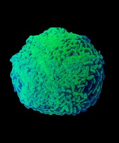 Green Hammer Coral Medium (Euphyllia ancora) for Sale Canada