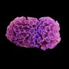 Pink Hammer Coral Large (Euphyllia ancora) for Sale Canada