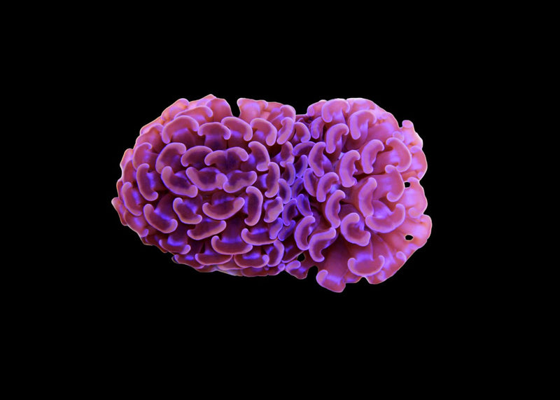 Pink Hammer Coral Large (Euphyllia ancora) for Sale Canada