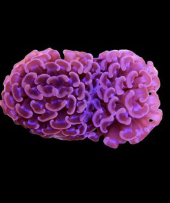 Pink Hammer Coral Medium (Euphyllia ancora) for Sale Canada