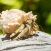 Land Hermit Crab for Sale Canada | Easy Exotic Pet