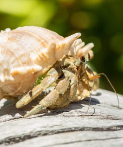 Land Hermit Crab for Sale Canada | Easy Exotic Pet
