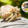 Land Hermit Crab in Designer Shell for Sale Canada