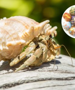 Land Hermit Crab in Designer Shell for Sale Canada