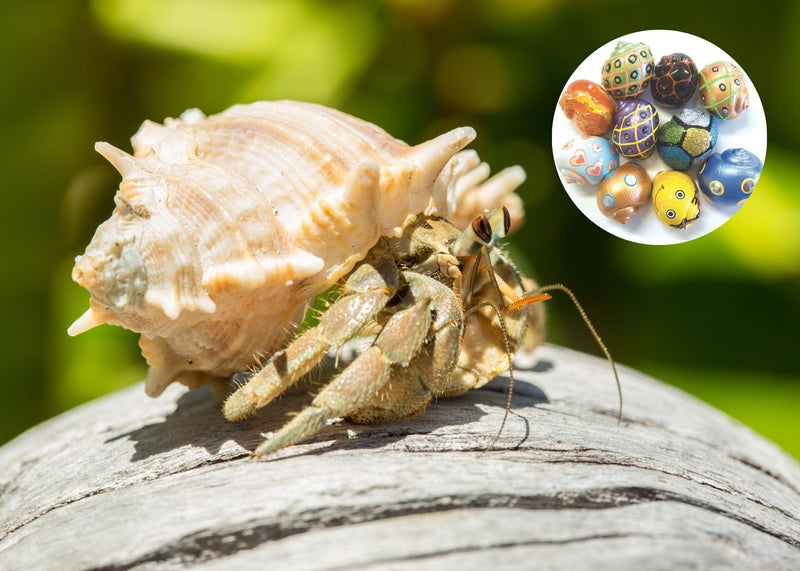 Land Hermit Crab in Designer Shell for Sale Canada