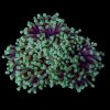Large Torch Coral (Euphyllia glabrescens QLD) for Sale Canada