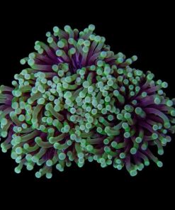 Large Torch Coral (Euphyllia glabrescens QLD) for Sale Canada