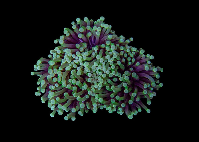 Large Torch Coral (Euphyllia glabrescens QLD) for Sale Canada