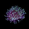 Long Tentacle Plate Coral Large (Heliofungia sp.) for Sale Canada