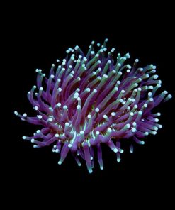 Long Tentacle Plate Coral Large (Heliofungia sp.) for Sale Canada