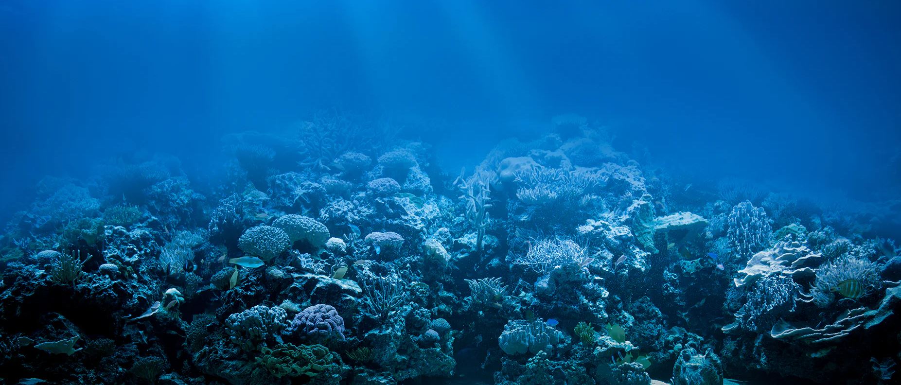 monster aquarium canada