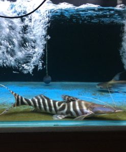 Monster Aquarium