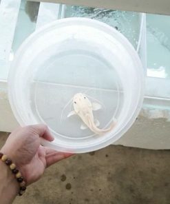 Rare Monster Fish