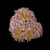 Gold Torch Coral Per Polyp (Euphyllia glabrescens) for Sale Canada