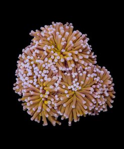 Gold Torch Coral Per Polyp (Euphyllia glabrescens) for Sale Canada