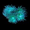 Tree Coral Large (Duncanopsammia axifuga) for Sale Canada
