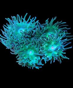 Tree Coral Large (Duncanopsammia axifuga) for Sale Canada