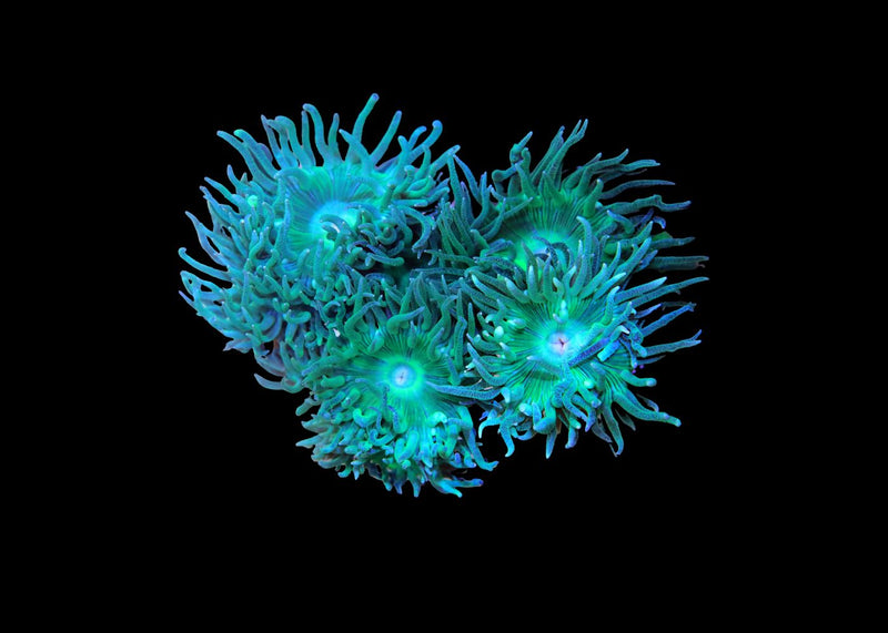 Tree Coral Medium (Duncanopsammia axifuga) for Sale Canada