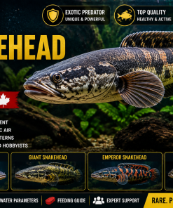 Buy Snakehead Fish in Canada