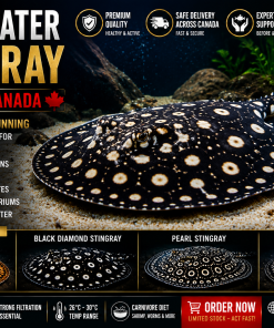 Freshwater Stingray for sale in canada