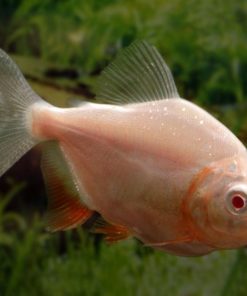 Albino Pacu for Sale Canada | Large Freshwater Fish