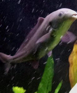 Baby Dolphin Fish for Sale in Canada | Buy Mormyrus tapirus