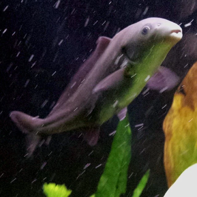 Baby Dolphin Fish (Mormyrus tapirus) for Sale Canada | Rare African Elephantnose Relative