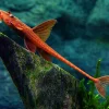 Red Lizard Whiptail Catfish (Loricaria simillima sp.) for Sale Canada | Rare Whiptail