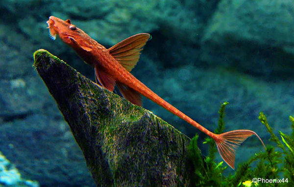 Red Lizard Whiptail Catfish (Loricaria simillima sp.) for Sale Canada | Rare Whiptail