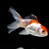 A Grade Red and White Oranda Goldfish (Carassius auratus) 4" Large for Sale Canada | Premium Fancy Goldfish