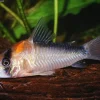 Adolfoi Corydoras (Corydoras adolfoi) for Sale Canada | Rare Cory Catfish