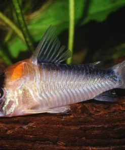 Adolfoi Corydoras (Corydoras adolfoi) for Sale Canada | Rare Cory Catfish