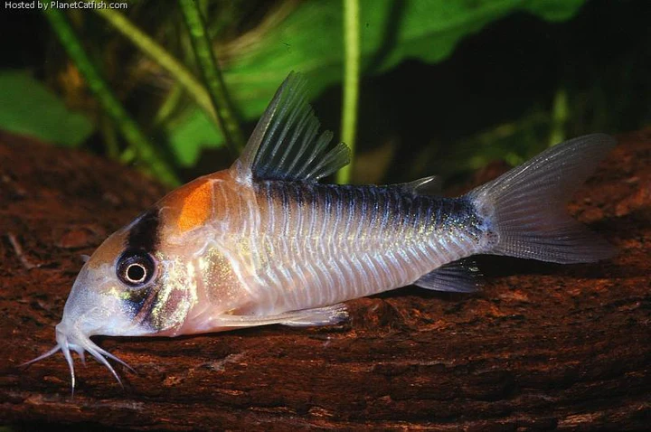 Adolfoi Corydoras (Corydoras adolfoi) for Sale Canada | Rare Cory Catfish