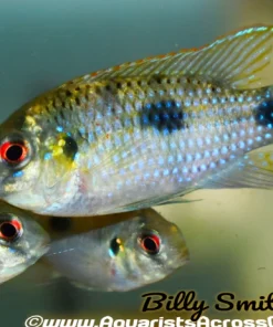 AFRICAN BUTTERFLY CICHLID (Anomalochromis thomasi)