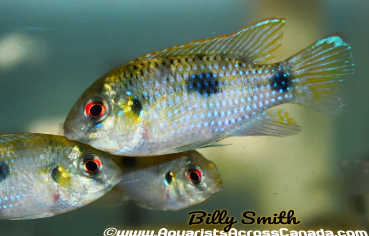 AFRICAN BUTTERFLY CICHLID (Anomalochromis thomasi)