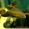 African Clawed Frog (Xenopus laevis) for Sale Canada | Aquatic Frog