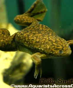 African Clawed Frog (Xenopus laevis) for Sale Canada | Aquatic Frog