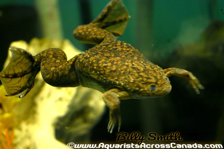 African Clawed Frog (Xenopus laevis) for Sale Canada | Aquatic Frog