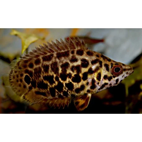 Leopard Ctenopoma Leaf Fish for Sale in Canada | Buy Ctenopoma acutirostre