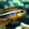 Agassiz's Dwarf Cichlid (Apistogramma agassizii) for Sale Canada | Premium Apistogramma
