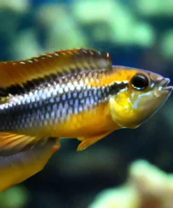 Agassiz's Dwarf Cichlid (Apistogramma agassizii) for Sale Canada | Premium Apistogramma
