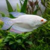 Albino Blue-Fin Red Flame Paradise (Macropodus opercularis var.) for Sale Canada | Rare Paradise Fish