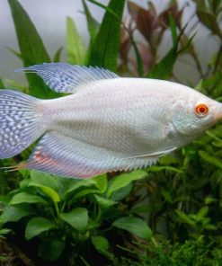 Albino Blue-Fin Red Flame Paradise (Macropodus opercularis var.) for Sale Canada | Rare Paradise Fish