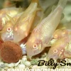 Albino Corydoras (Corydoras aeneus var.) for Sale Canada | Albino Bronze Cory Catfish